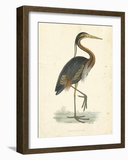 Vintage Purple Heron-Morris-Framed Art Print