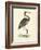 Vintage Purple Heron-Morris-Framed Art Print