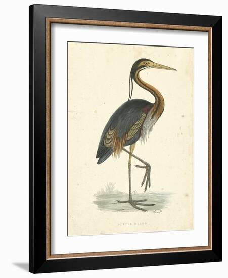 Vintage Purple Heron-Morris-Framed Art Print