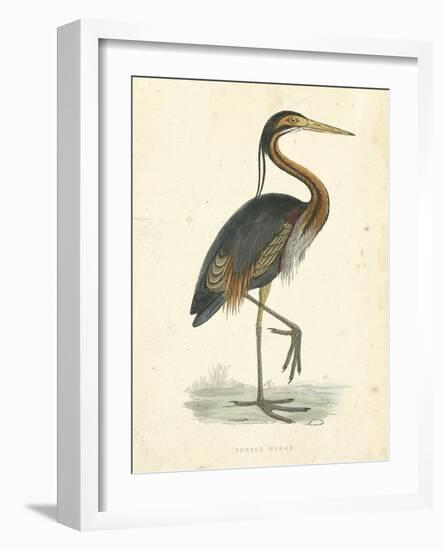 Vintage Purple Heron-Morris-Framed Art Print