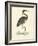 Vintage Purple Heron-Morris-Framed Art Print