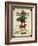 Vintage Radish Seed Packet-null-Framed Giclee Print