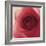 Vintage Red Rose-Andreas Stridsberg-Framed Giclee Print