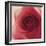 Vintage Red Rose-Andreas Stridsberg-Framed Giclee Print