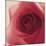 Vintage Red Rose-Andreas Stridsberg-Mounted Giclee Print