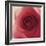 Vintage Red Rose-Andreas Stridsberg-Framed Giclee Print