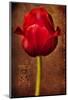 Vintage Red Tulip I-Christine Zalewski-Mounted Art Print