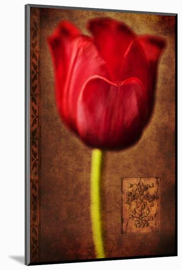 Vintage Red Tulip II-Christine Zalewski-Mounted Art Print