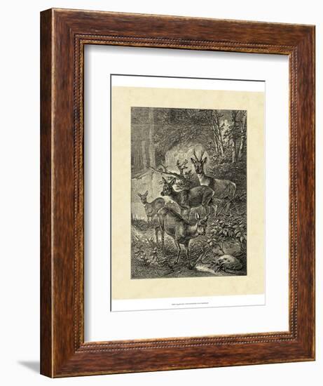 Vintage Roe Deer I-Specht Friedrich-Framed Art Print