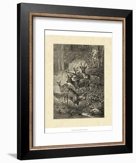 Vintage Roe Deer I-Specht Friedrich-Framed Art Print