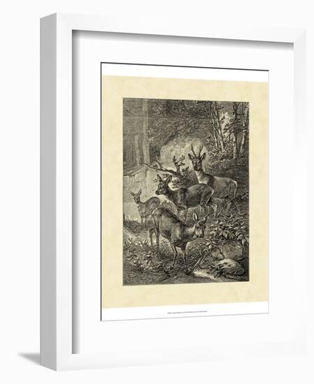 Vintage Roe Deer I-Specht Friedrich-Framed Art Print