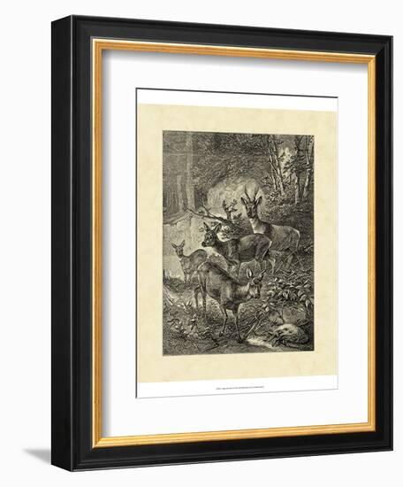 Vintage Roe Deer I-Specht Friedrich-Framed Art Print