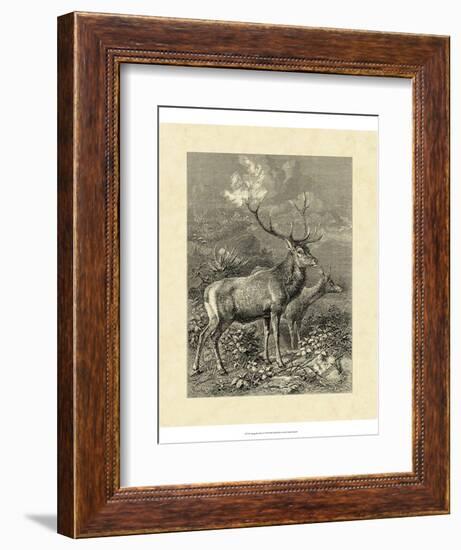 Vintage Roe Deer II-Specht Friedrich-Framed Art Print