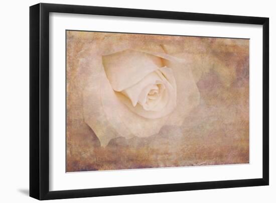 Vintage Rose Card-Cora Niele-Framed Photographic Print