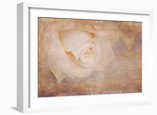 Vintage Rose Card-Cora Niele-Framed Photographic Print