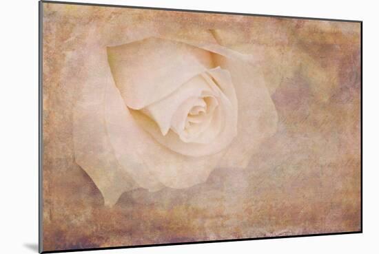 Vintage Rose Card-Cora Niele-Mounted Photographic Print