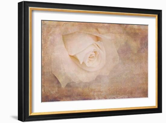 Vintage Rose Card-Cora Niele-Framed Photographic Print