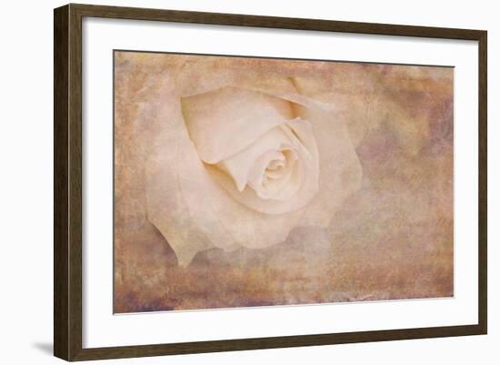 Vintage Rose Card-Cora Niele-Framed Photographic Print