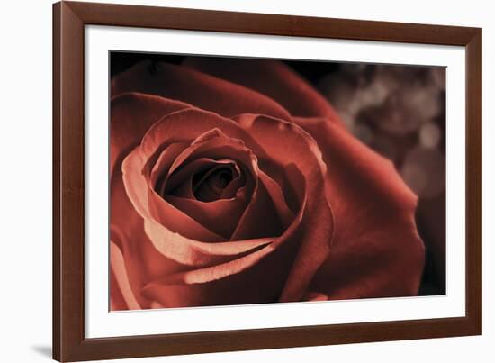 Vintage Rose-Andreas Stridsberg-Framed Giclee Print