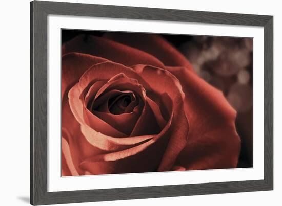 Vintage Rose-Andreas Stridsberg-Framed Giclee Print