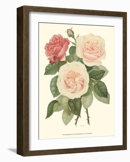 Vintage Roses II-Vision Studio-Framed Art Print