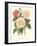 Vintage Roses II-Vision Studio-Framed Art Print