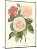 Vintage Roses II-Vision Studio-Mounted Art Print