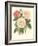 Vintage Roses II-Vision Studio-Framed Art Print