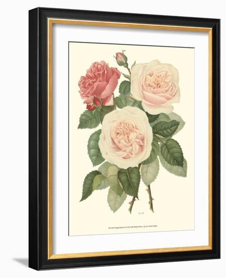 Vintage Roses II-Vision Studio-Framed Art Print