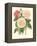 Vintage Roses II-Vision Studio-Framed Stretched Canvas