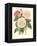 Vintage Roses II-Vision Studio-Framed Stretched Canvas