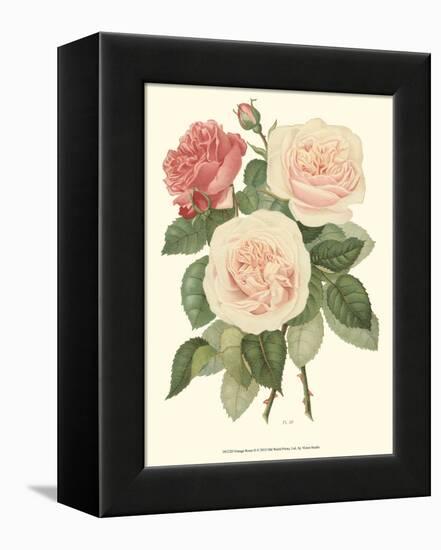 Vintage Roses II-Vision Studio-Framed Stretched Canvas