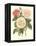 Vintage Roses II-Vision Studio-Framed Stretched Canvas