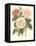 Vintage Roses II-Vision Studio-Framed Stretched Canvas