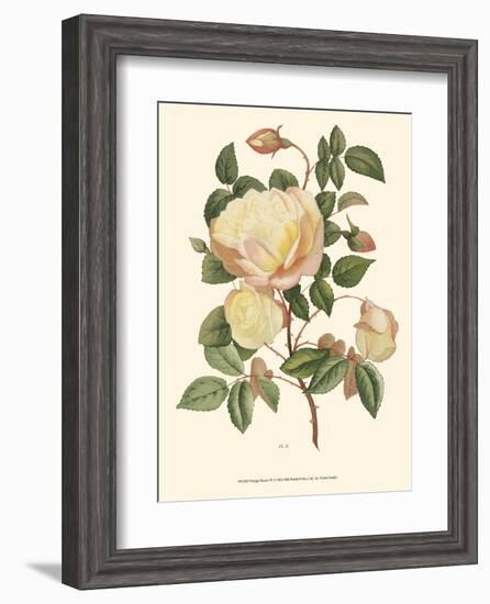 Vintage Roses IV-null-Framed Art Print