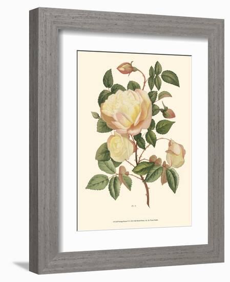 Vintage Roses IV-null-Framed Art Print