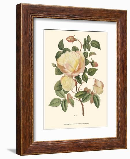 Vintage Roses IV-null-Framed Art Print