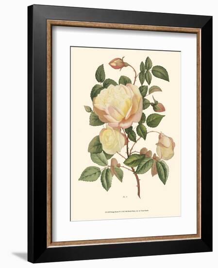 Vintage Roses IV-null-Framed Art Print