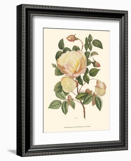 Vintage Roses IV-null-Framed Art Print