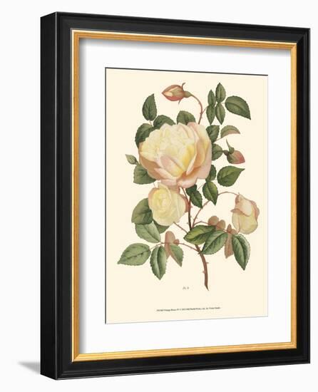 Vintage Roses IV-null-Framed Art Print