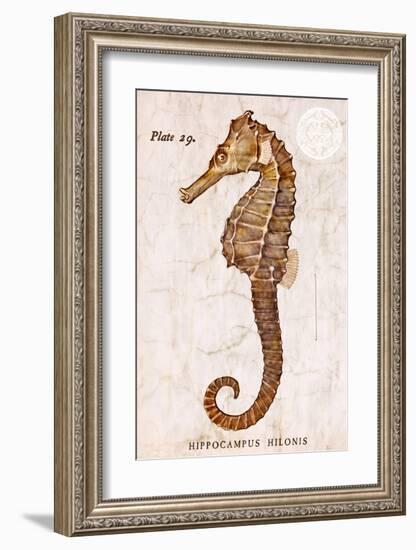 Vintage Seahorse, Hippocampus Hilonis, Sea Horse-Christine Zalewski-Framed Art Print