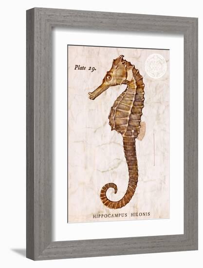 Vintage Seahorse, Hippocampus Hilonis, Sea Horse-Christine Zalewski-Framed Art Print