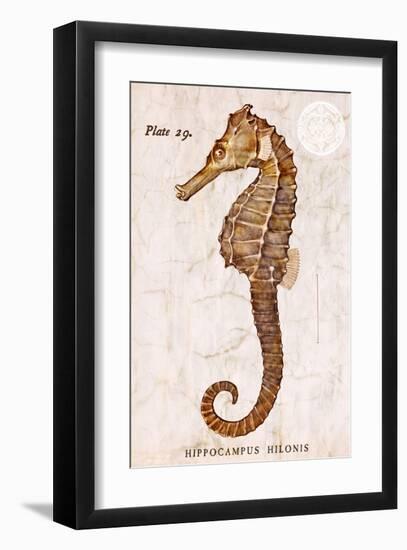 Vintage Seahorse, Hippocampus Hilonis, Sea Horse-Christine Zalewski-Framed Art Print