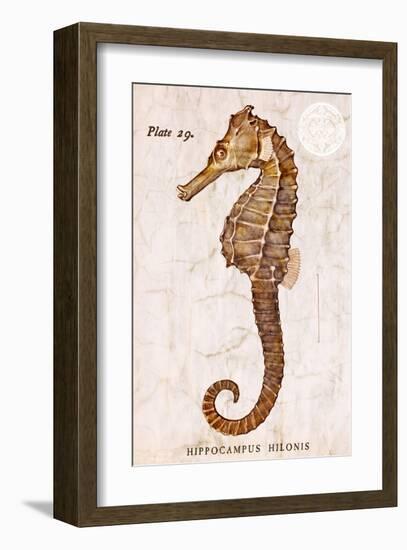 Vintage Seahorse, Hippocampus Hilonis, Sea Horse-Christine Zalewski-Framed Art Print