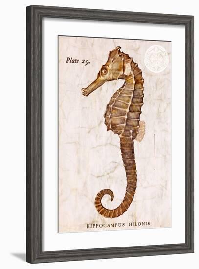 Vintage Seahorse, Hippocampus Hilonis, Sea Horse-Christine Zalewski-Framed Art Print