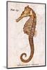 Vintage Seahorse, Hippocampus Hilonis, Sea Horse-Christine Zalewski-Mounted Art Print