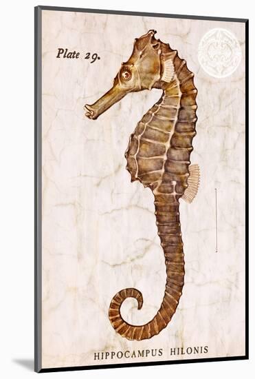 Vintage Seahorse, Hippocampus Hilonis, Sea Horse-Christine Zalewski-Mounted Art Print