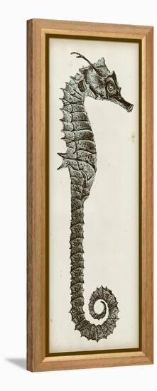 Vintage Seahorse II-null-Framed Stretched Canvas