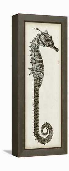 Vintage Seahorse II-null-Framed Stretched Canvas