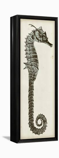 Vintage Seahorse II-null-Framed Stretched Canvas